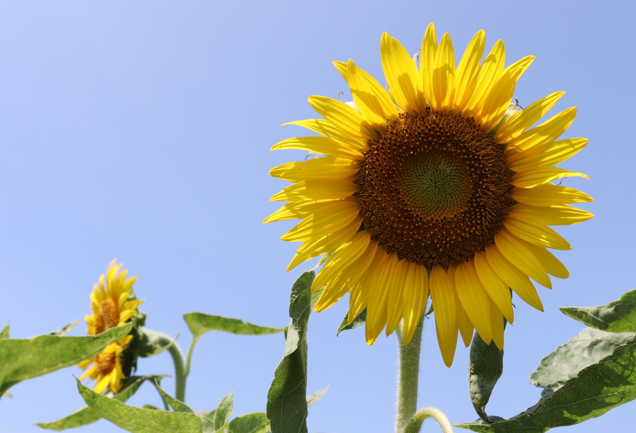 夏　夏バテ　熱中症予防