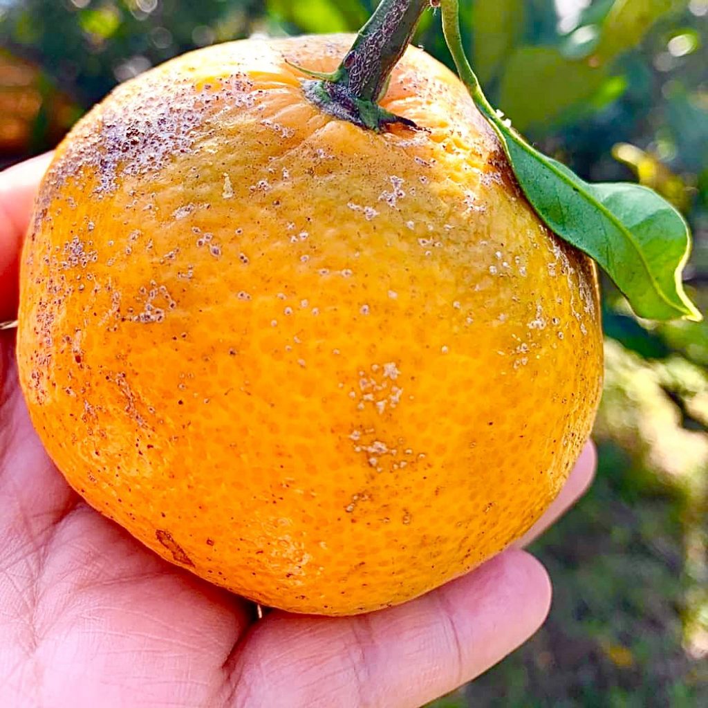 みかん 皮 みかんの皮 箱売り みかん 箱 野菜 美味しい 通販 自然栽培 無農薬 安心 安全 野菜 栄養素 Yaotomi スタジオchita Chita 知多 武豊 南知多 ヤオトミ