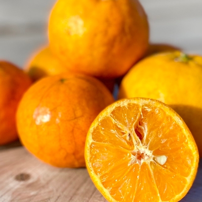 国産セミノールオレンジ　３ｋｇ