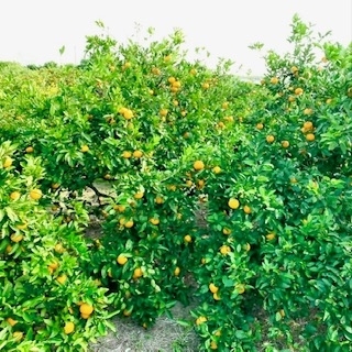 yʌz܂ŐHׂS̔_Ew엿sgp݂@3KgBox()